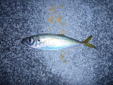 スーパームーンはアジングには逆風？