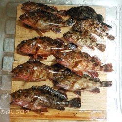 カサゴ沢山ゲット！