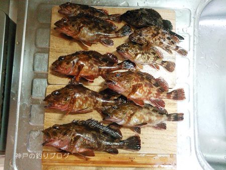 カサゴ沢山ゲット！