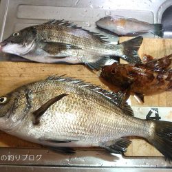 紀州釣りで良型チヌゲット！