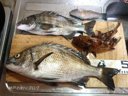 紀州釣りで良型チヌゲット！