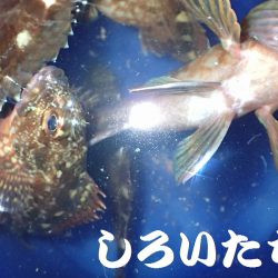 ２週間ぶりにタチウオ狙い。