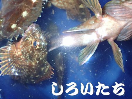 ２週間ぶりにタチウオ狙い。