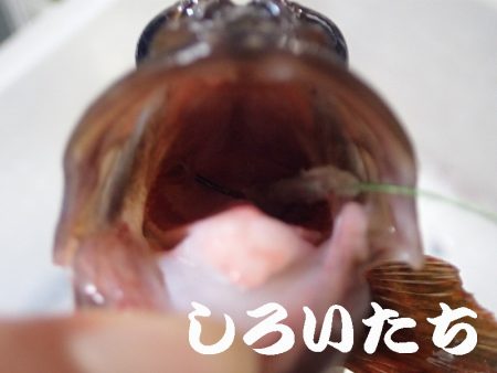 タチウオ狙いましたが