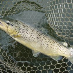 岡崎トラウトポンド釣果