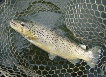 岡崎トラウトポンド釣果