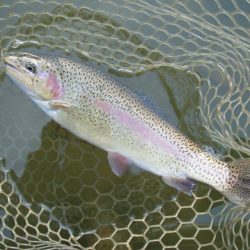 大安トラウトレイク 釣果