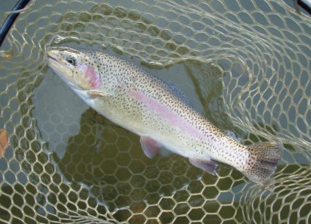 大安トラウトレイク 釣果