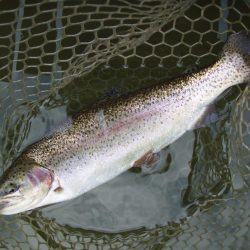 大安トラウトレイク 釣果