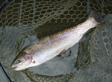 大安トラウトレイク 釣果