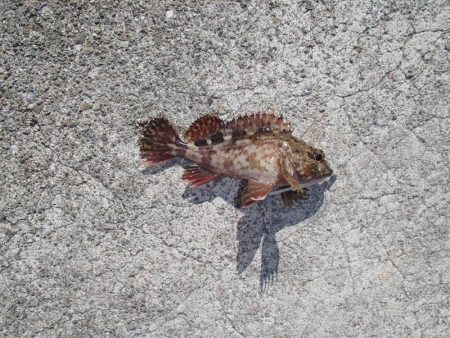 メバリングとエサ