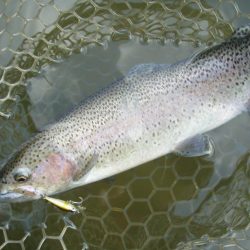 大安トラウトレイク 釣果