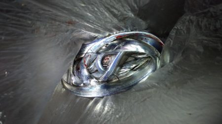 嫁の初太刀魚に完敗・・・