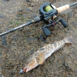 アイナメライトワインド