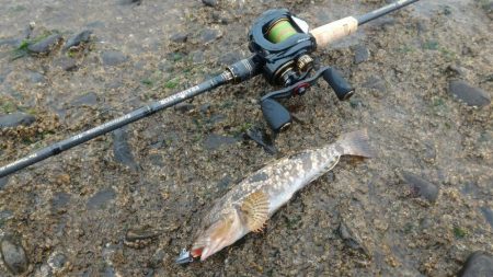 アイナメライトワインド