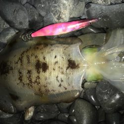 石津浜　アオリイカの釣果　吉田港ではいぜん…