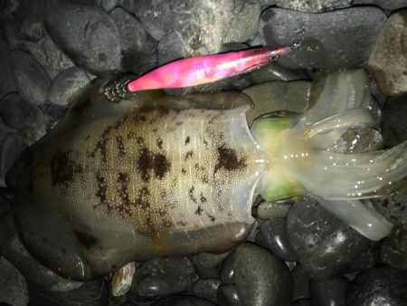 石津浜　アオリイカの釣果　吉田港ではいぜん…