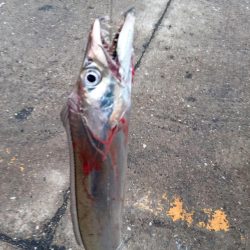 ⚫強風タチウオ渋すぎ