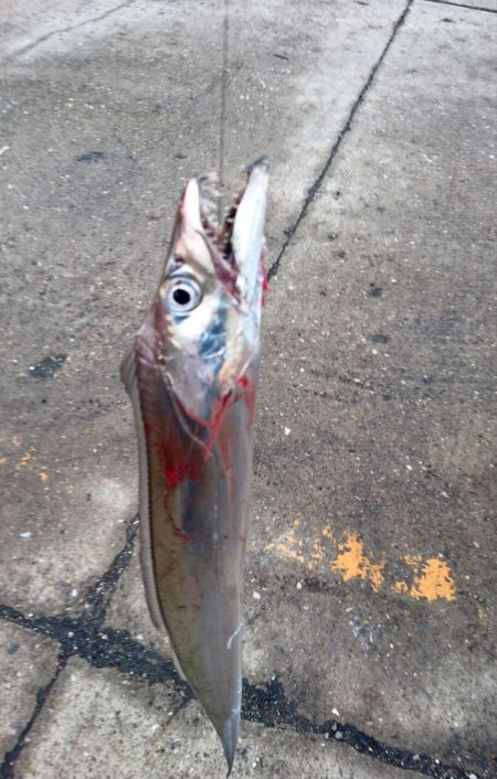 ⚫強風タチウオ渋すぎ