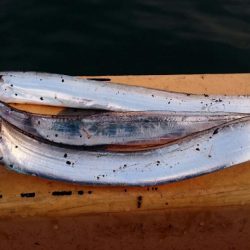 ⚫渋い中タチウオ３匹