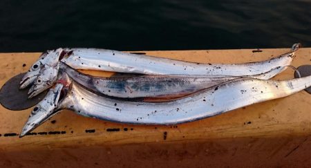 ⚫渋い中タチウオ３匹