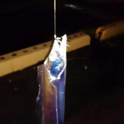 ◯タチウオ調査