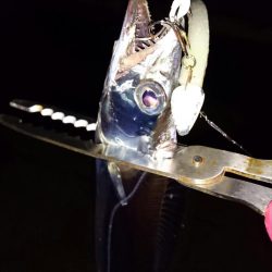 ◯サビキ&タチウオ