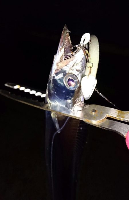 ◯サビキ&タチウオ