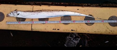 ◯極寒タチウオ釣り