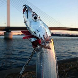 ⚫かもめ大橋タチウオ調査