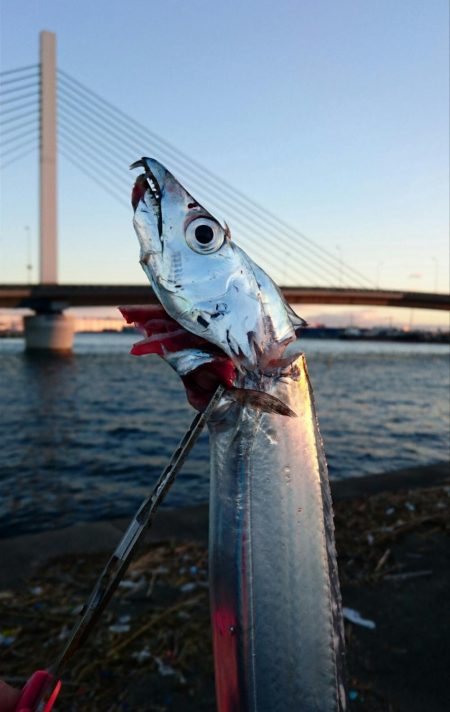 ⚫かもめ大橋タチウオ調査