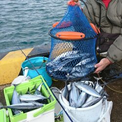 X\’masマルソウダ大爆釣