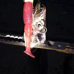 ◯湾奥タチウオ２匹