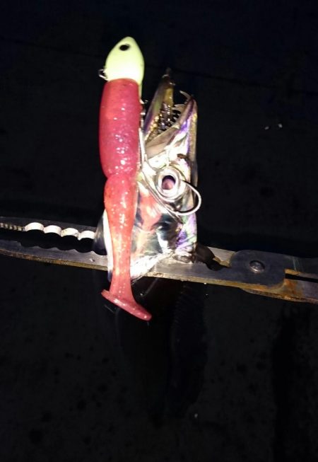 ◯湾奥タチウオ２匹