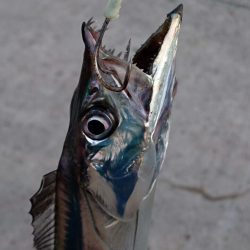 今ｼｰｽﾞﾝ最後の１匹か！？