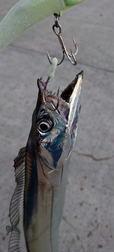 今ｼｰｽﾞﾝ最後の１匹か！？