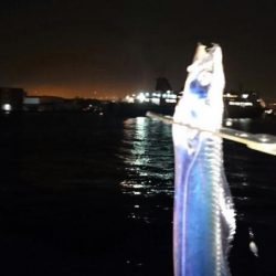 ◯二日ぶりにタチウオ