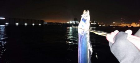 ◯二日ぶりにタチウオ