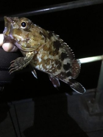 アジングのつもりが