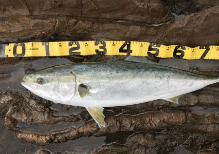 トップ反応なし