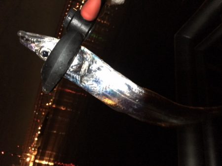 渋い、そろそろ湾奥も