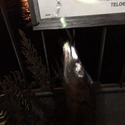 大阪湾奥　渋いがまだまだ