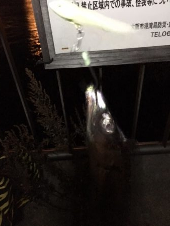 大阪湾奥　渋いがまだまだ