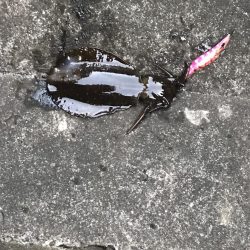 渋いなかなんとかアオリイカ