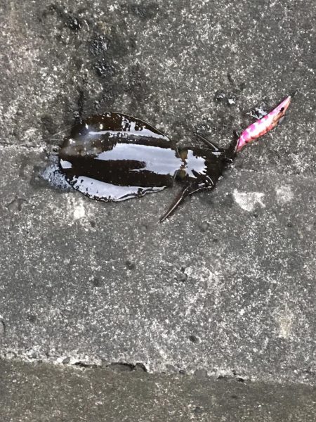 渋いなかなんとかアオリイカ