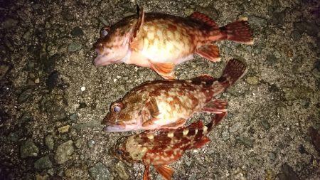 アジングの予定でしたが、