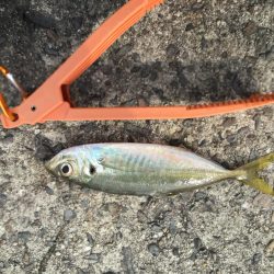 アジ釣り