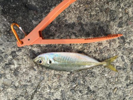 アジ釣り