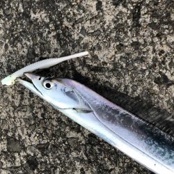 時合いはたったの15分!?価値ある4本