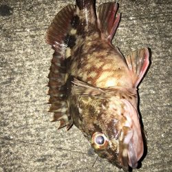 奴らは意外と足元に…